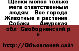 Щенки мопса только мега-ответственным людям - Все города Животные и растения » Собаки   . Амурская обл.,Свободненский р-н